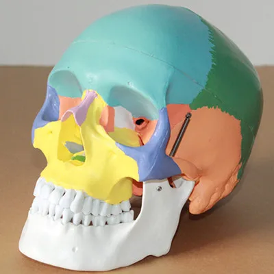 Medical human skull model 1:1 simulation skull bone model neural model skull function zoning
Medical human skull model 1:1 simulation skull bone model neural model skull function zoning