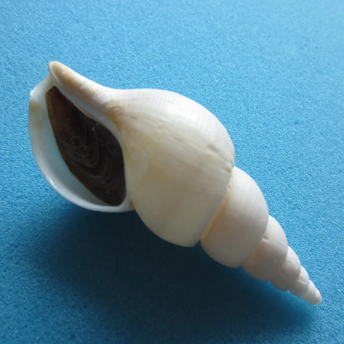 Tosa Tosa screw 80.4mm Conch Natural Rare Conch Collection Home Decoration
Tosa Tosa screw 80.4mm Conch Natural Rare Conch Collection Home Decoration