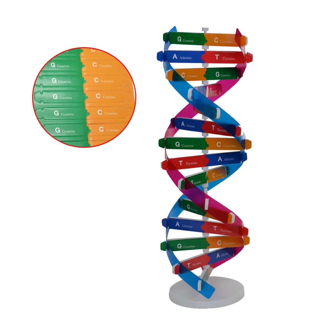 DIY DNA Double Helix Model Biological Science Experiment Tool Human Genes Learning Tool for School Office
DIY DNA Double Helix Model Biological Science Experiment Tool Human Genes Learning Tool for School Office
