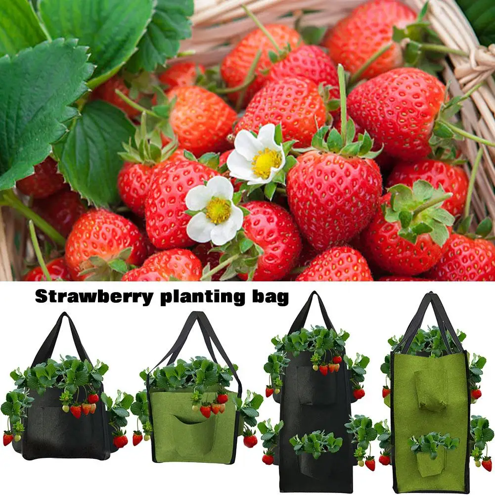 Gallons Planting Bag Wall Hanging Grow Planter Pouch Strawberry Grow Bag Flower Growing Container Plant Pot Garden Supplies
Gallons Planting Bag Wall Hanging Grow Planter Pouch Strawberry Grow Bag Flower Growing Container Plant Pot Garden Supplies