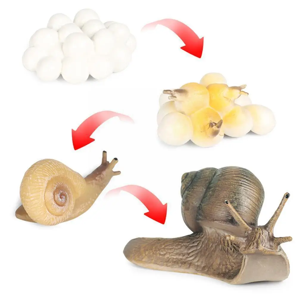 Realistic Snail Growth Cycle Collection Educational Toy Gift Home Garden Decoration Simulation Toys For Kid Birthday Gift O0U4
Realistic Snail Growth Cycle Collection Educational Toy Gift Home Garden Decoration Simulation Toys For Kid Birthday Gift O0U4