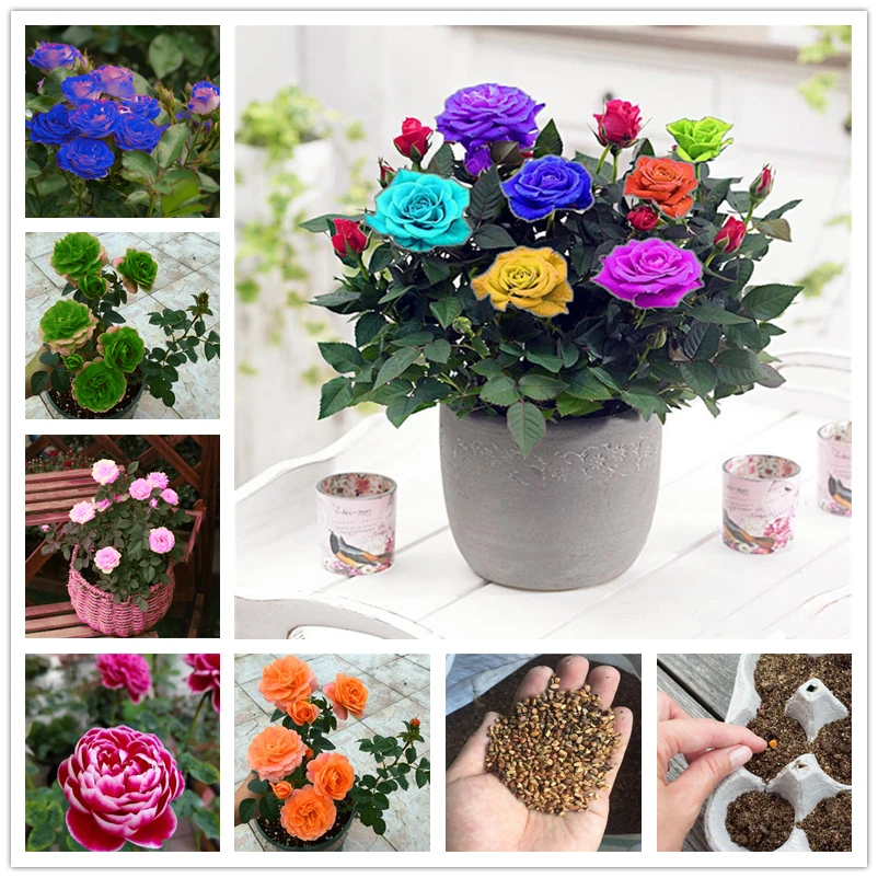 45Pcs Rainbow Perfume Rose Seeds Super Fragrant Rare Plants Perennial Colorful Rose Flowers Seed Incense V3K-N
45Pcs Rainbow Perfume Rose Seeds Super Fragrant Rare Plants Perennial Colorful Rose Flowers Seed Incense V3K-N