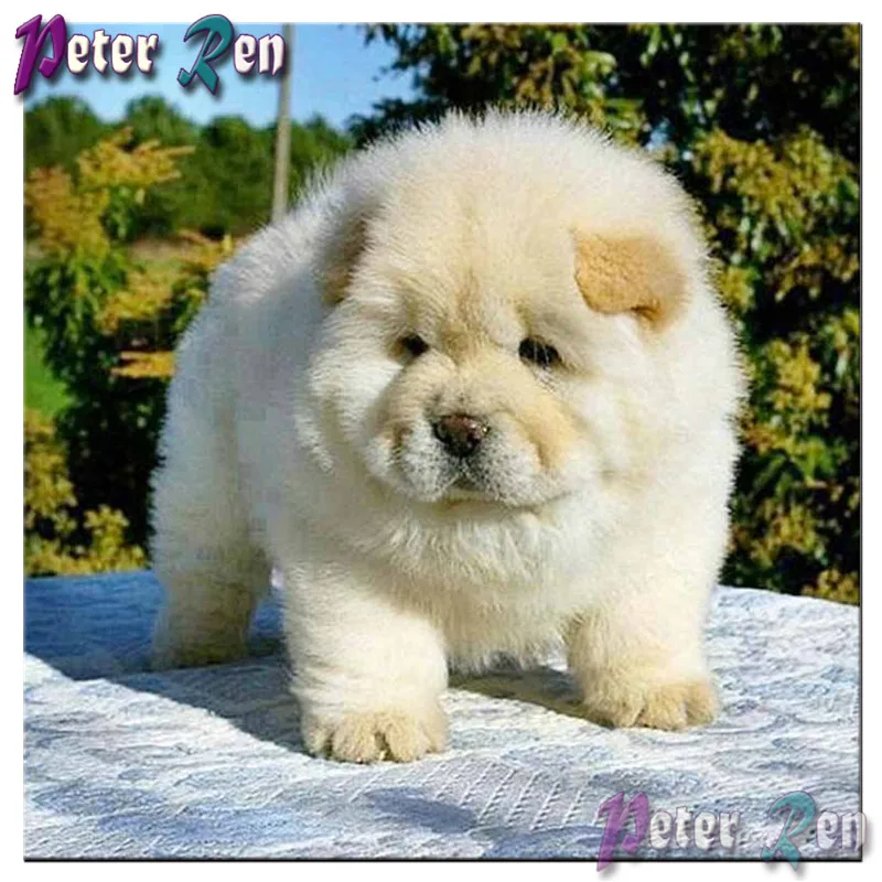 5D animal Diamond Painting DIY full Square\Round Cute chubby dog Rhinestone Embroidery Mosaic picture Modern home decoration
5D animal Diamond Painting DIY full Square\Round Cute chubby dog Rhinestone Embroidery Mosaic picture Modern home decoration