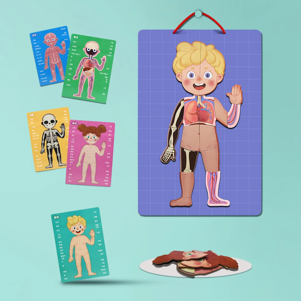 Пазл My Body-обучающая анатомическая игрушка для изучения частей тела органов мышц