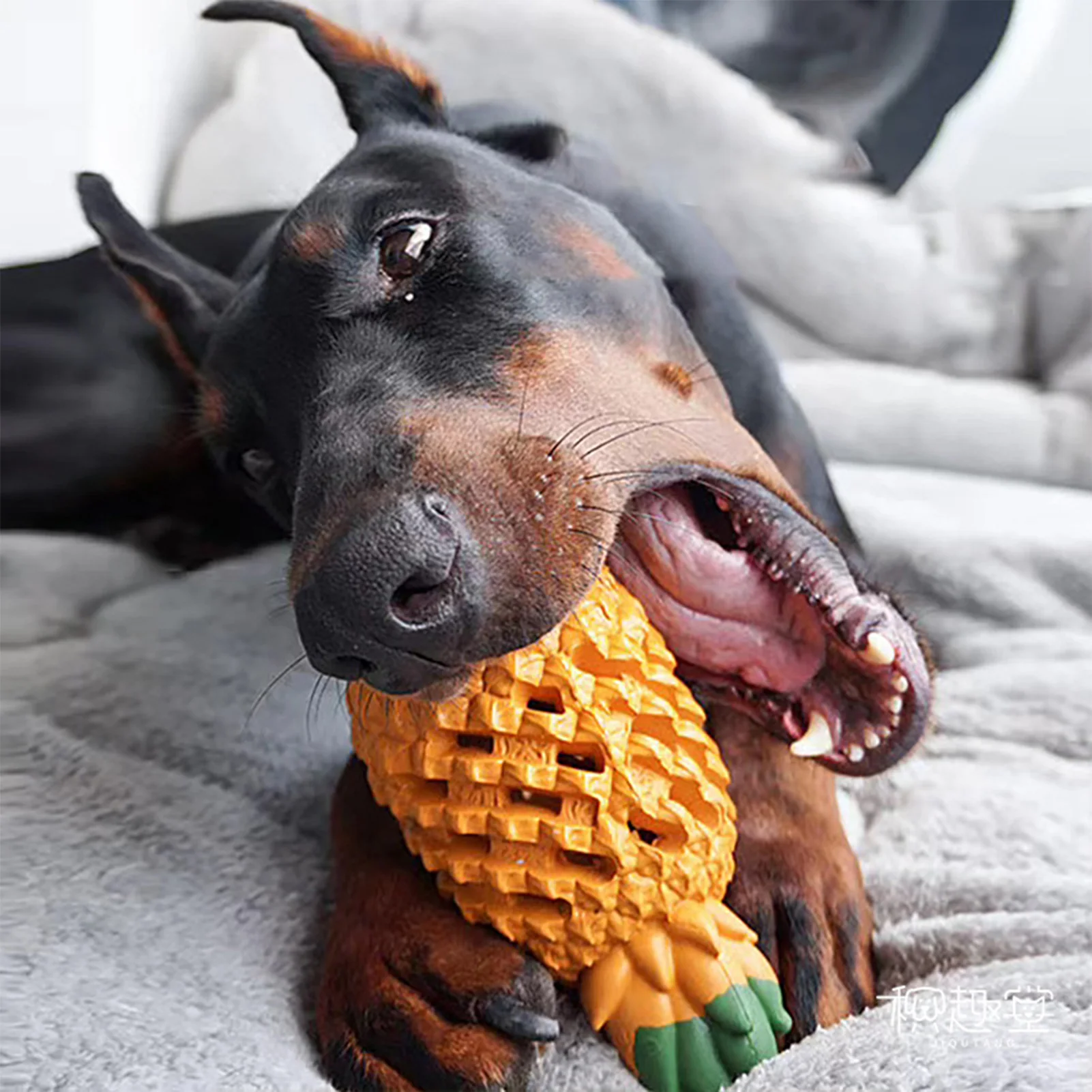 Dog Rubber Toys Bite-resistant Pineapple Dog Molars To Relieve Boredom and Leakage of Food Toys Interactive Training Dog Toys
Dog Rubber Toys Bite-resistant Pineapple Dog Molars To Relieve Boredom and Leakage of Food Toys Interactive Training Dog Toys