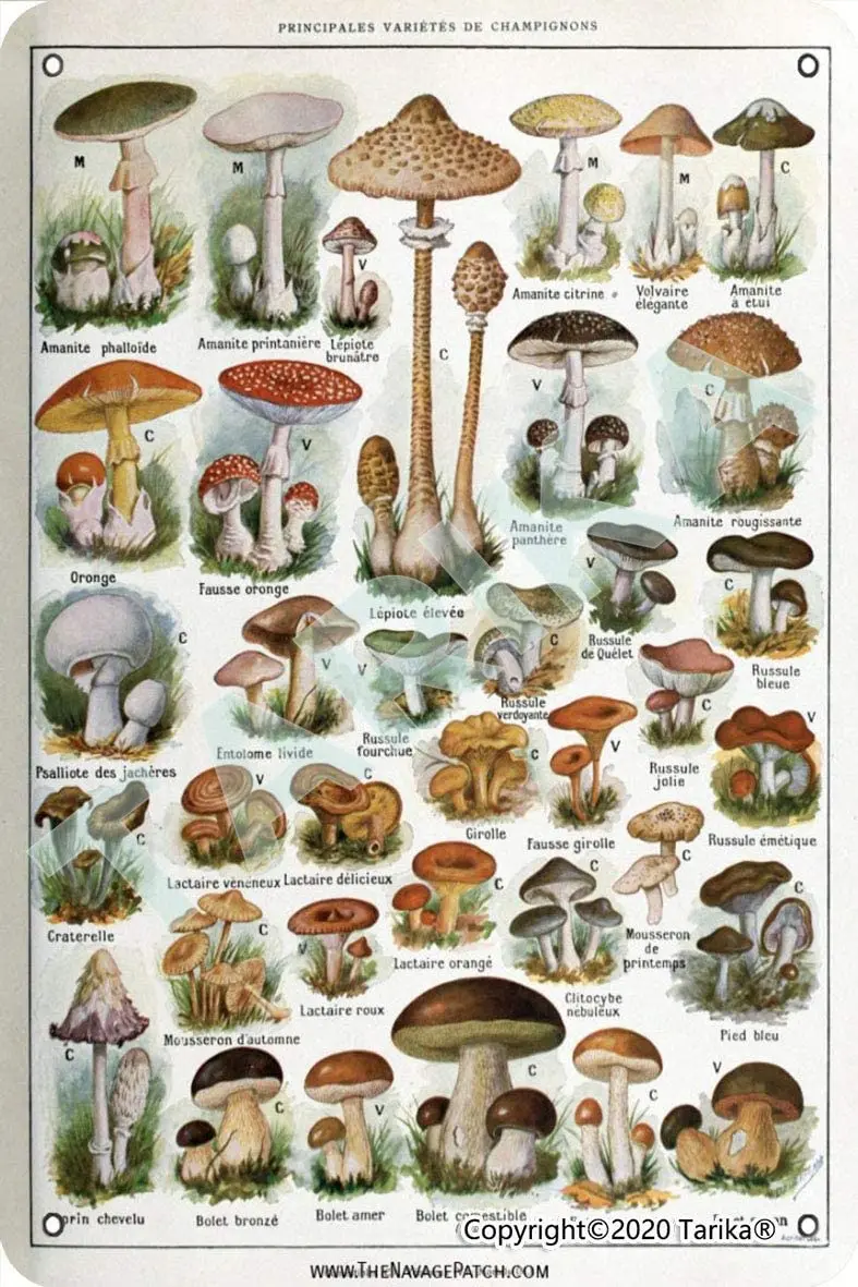 Mushrooms Retro Look Iron 20X30 cm Decoration Art Sign for Home Kitchen Bathroom Farm Garden Garage Inspirational Quotes Wall
Mushrooms Retro Look Iron 20X30 cm Decoration Art Sign for Home Kitchen Bathroom Farm Garden Garage Inspirational Quotes Wall