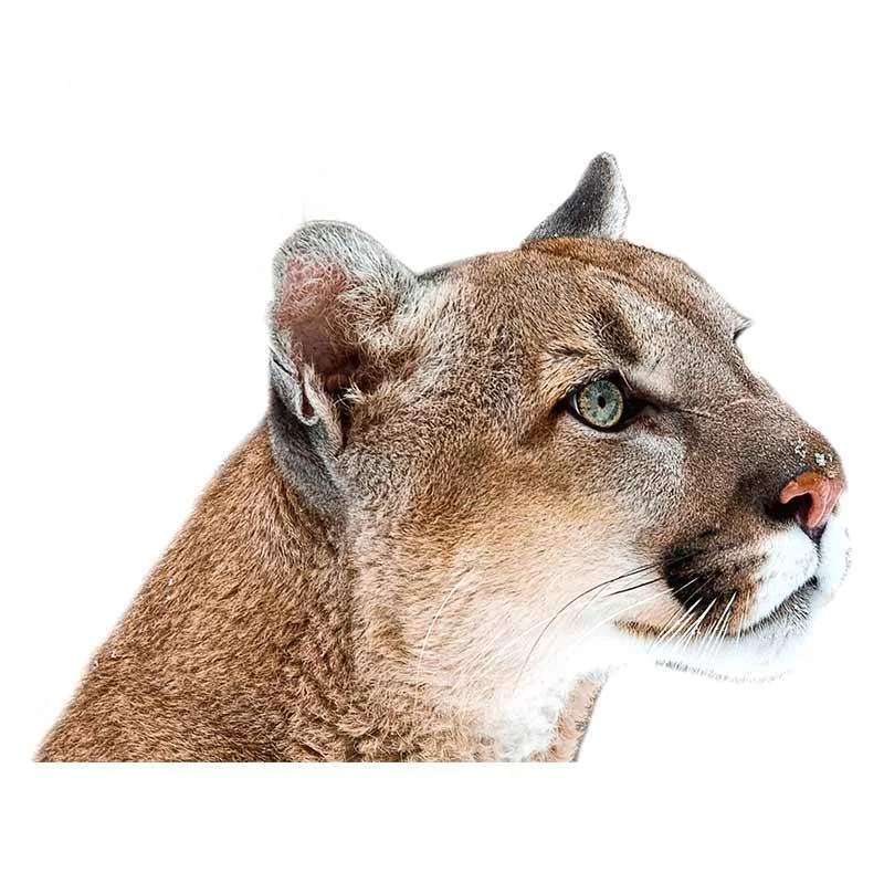 13cm Car Sticker Cougar Window Decal 3D Car PVC Styling Cartoon Animal Vinyl Graphic Waterproof Stickers
13cm Car Sticker Cougar Window Decal 3D Car PVC Styling Cartoon Animal Vinyl Graphic Waterproof Stickers