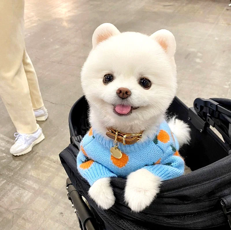 Dog Sweater Cute Carrot Pet Clothes Teddy Bichon Schnauzer Dog Clothes Knitted Dog Vest For Small Medium Dog Puppy Costume
Dog Sweater Cute Carrot Pet Clothes Teddy Bichon Schnauzer Dog Clothes Knitted Dog Vest For Small Medium Dog Puppy Costume