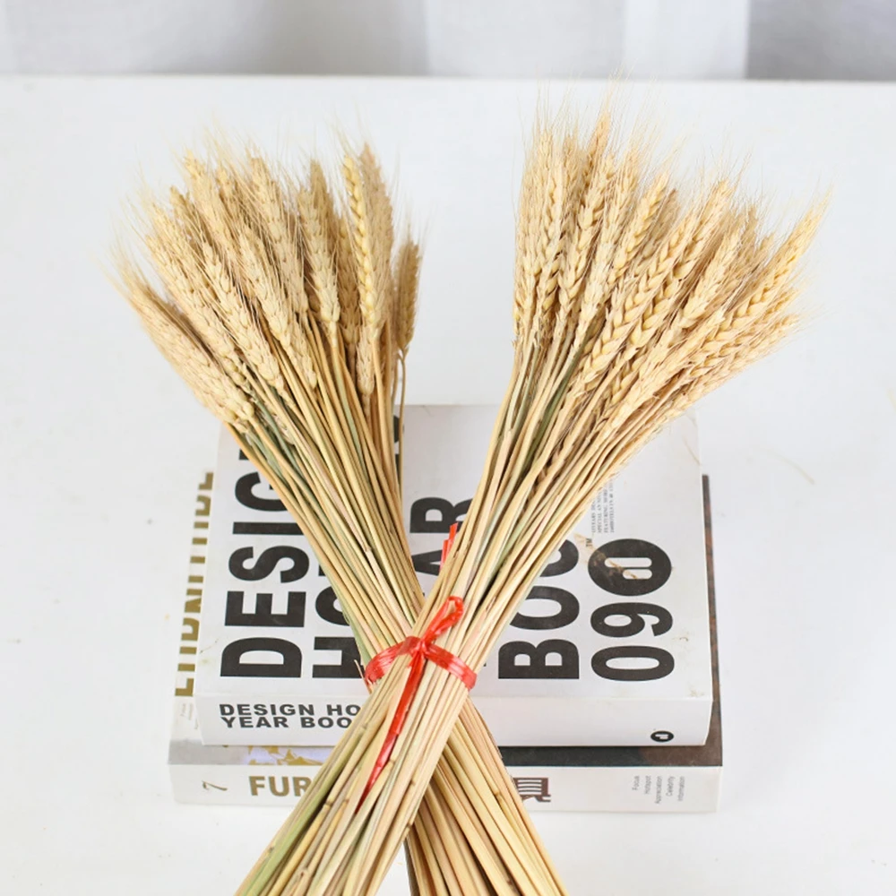 Natural Wheat Ears Real Raw Color Dried Flowers Bouquet Mariage Room Wedding Party Decoration Flores Artificiales Accessories
Natural Wheat Ears Real Raw Color Dried Flowers Bouquet Mariage Room Wedding Party Decoration Flores Artificiales Accessories
