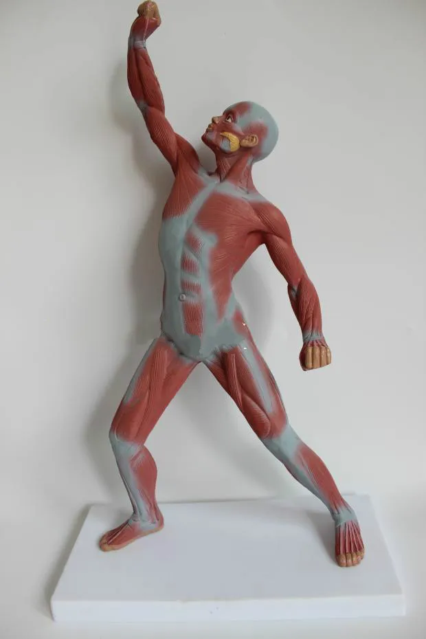50CM Height Medical Art Human Body Muscle Model Movement Muscle Anatomy System Fitness Teaching Medical Science Supply Artist
50CM Height Medical Art Human Body Muscle Model Movement Muscle Anatomy System Fitness Teaching Medical Science Supply Artist