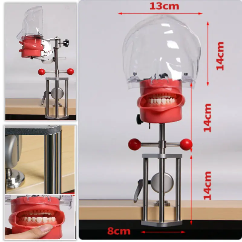Head Model Dental simulator Nissin manikin phantom head model with new style bench mount for dentist teaching model
Head Model Dental simulator Nissin manikin phantom head model with new style bench mount for dentist teaching model