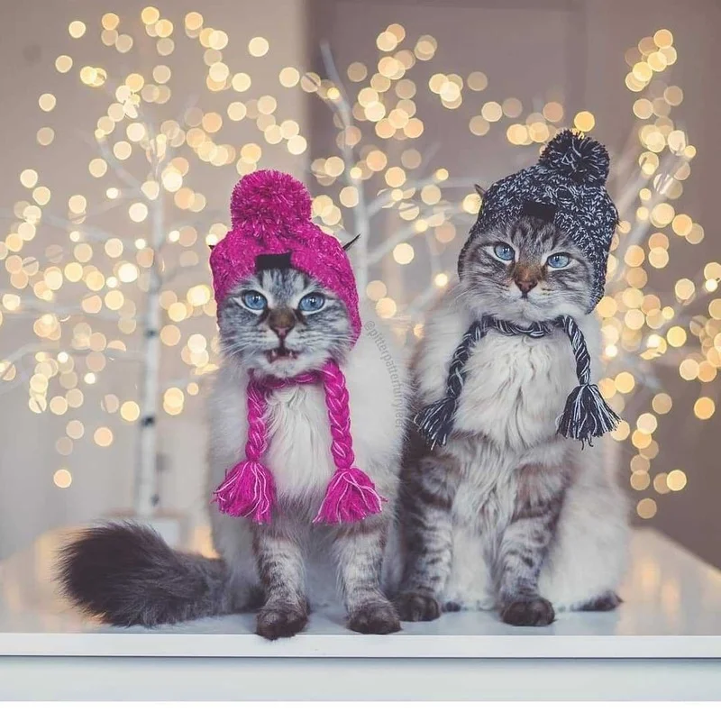 Winter Pet Cat Dog Hat Cap Christmas Warm Windproof Pet Hats Woolen Dog Accessories For Small Medium Dogs Outdoor Bulldog Caps
Winter Pet Cat Dog Hat Cap Christmas Warm Windproof Pet Hats Woolen Dog Accessories For Small Medium Dogs Outdoor Bulldog Caps