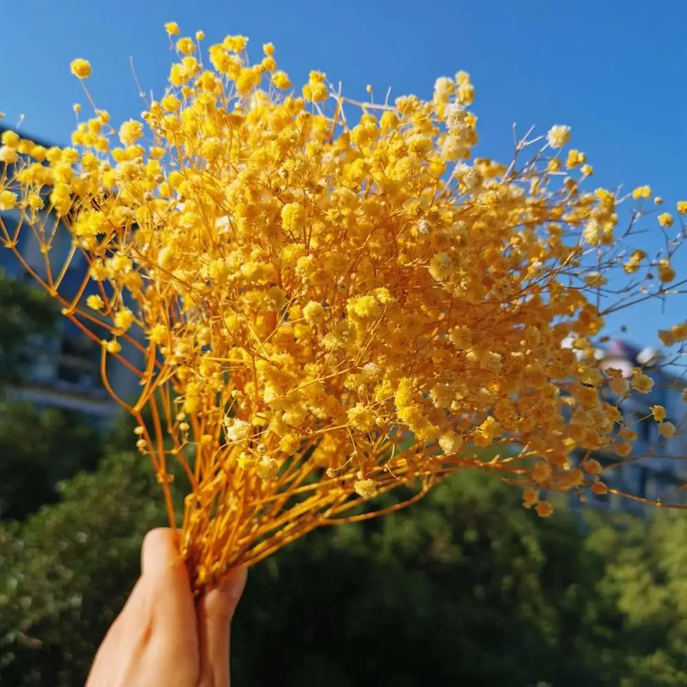 50g/25-35cm,Natural Fresh Preserved Babysbreath flower,Real Forever Display Flower Branch For wedding party Flower Material
50g/25-35cm,Natural Fresh Preserved Babysbreath flower,Real Forever Display Flower Branch For wedding party Flower Material