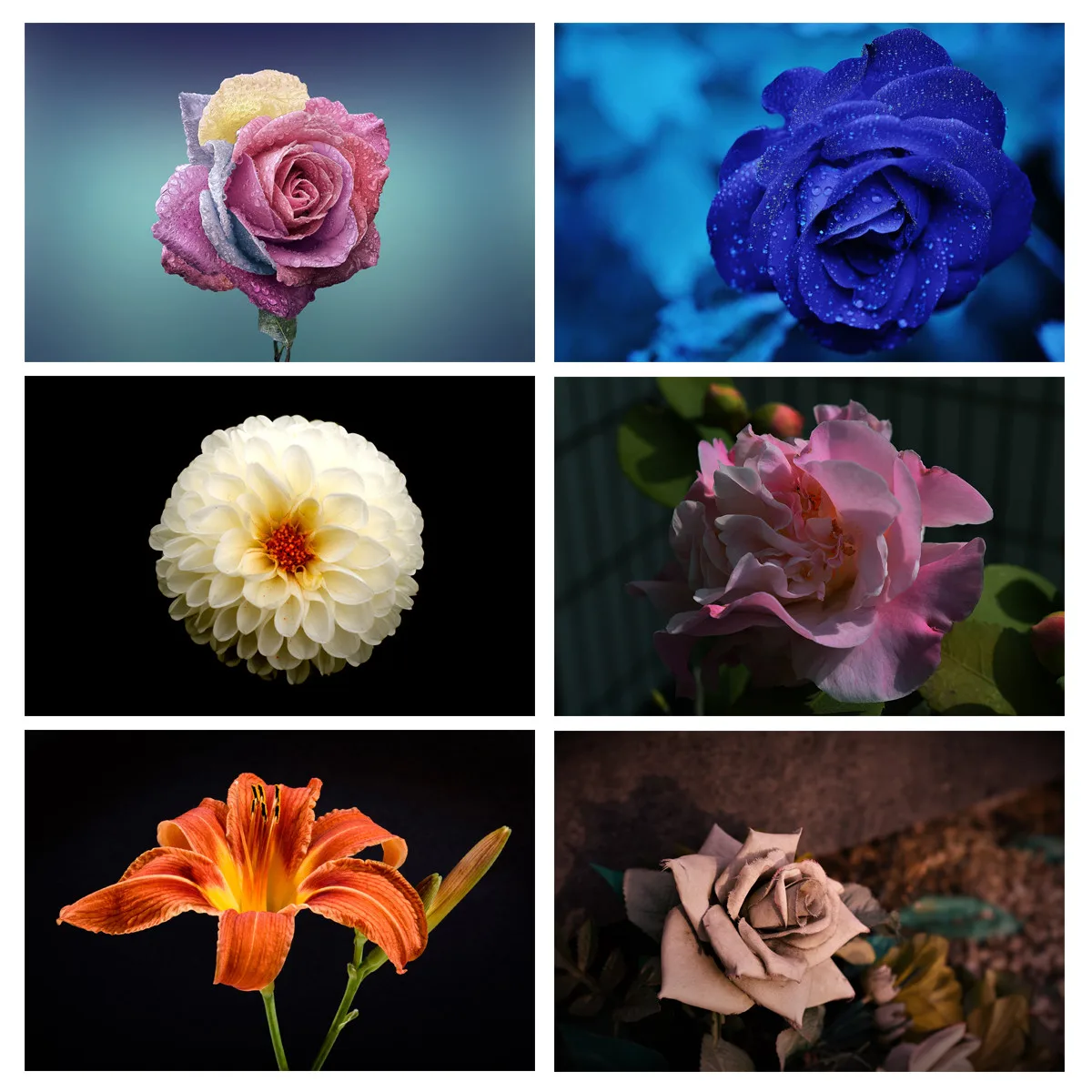 Pretty Rose Flower Vinyl Photography Backdrop Props Background Studio Cloth
Pretty Rose Flower Vinyl Photography Backdrop Props Background Studio Cloth