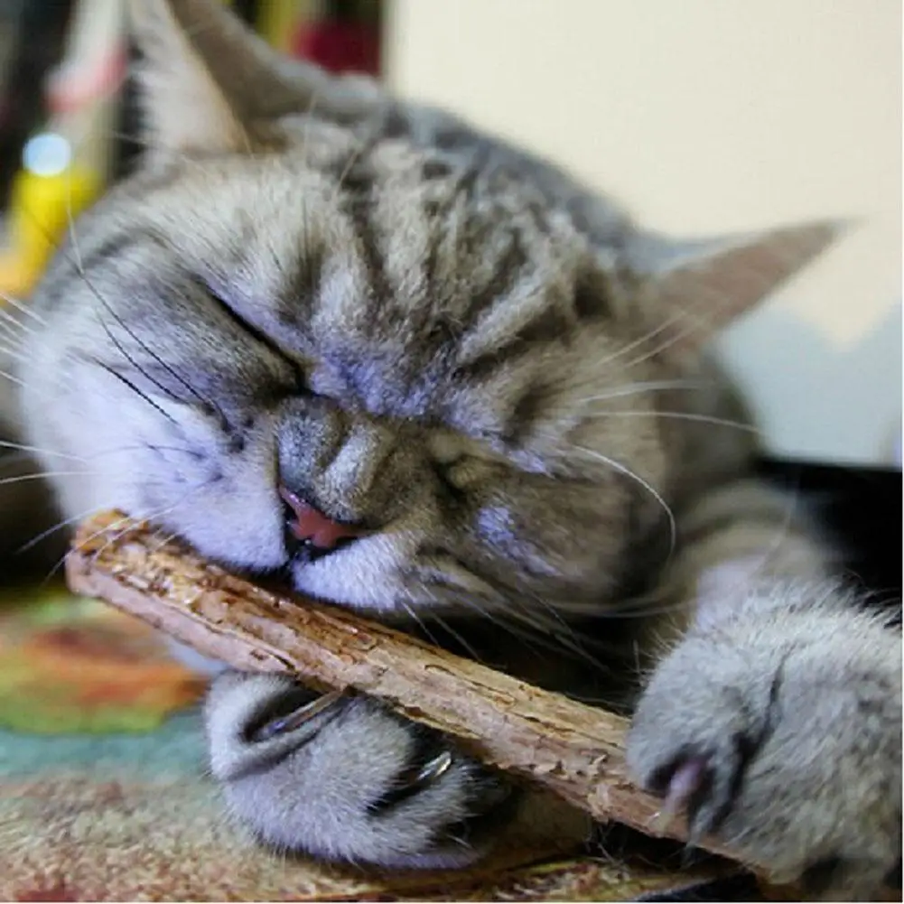 15/20pcs Natural Catnip Fruit Matatabi Actinidia Snack Cleaning Teeth Sticks Silvervine Pet Toy Molar Toothpaste Rod KittenTool
15/20pcs Natural Catnip Fruit Matatabi Actinidia Snack Cleaning Teeth Sticks Silvervine Pet Toy Molar Toothpaste Rod KittenTool