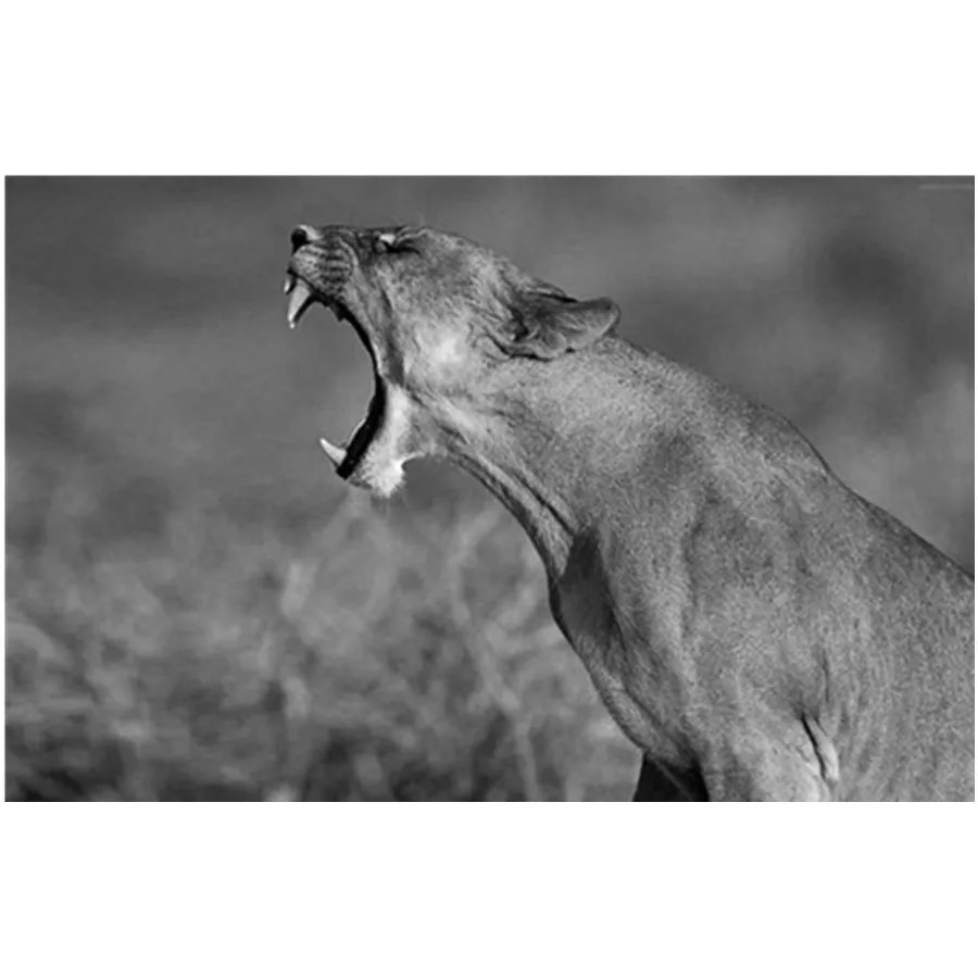 Black White Canvas Diamond Painting Animal Wall Art Lion Elephant Deer Zebra Wall Pictures for Living Room Minimalist LOVE
Black White Canvas Diamond Painting Animal Wall Art Lion Elephant Deer Zebra Wall Pictures for Living Room Minimalist LOVE