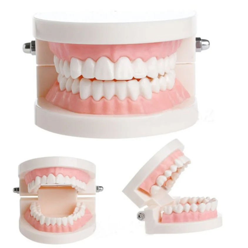 New Dental Model Teeth Implant Restoration Bridge Teaching Study Medical Science Disease Dentist Dentistry Products
New Dental Model Teeth Implant Restoration Bridge Teaching Study Medical Science Disease Dentist Dentistry Products