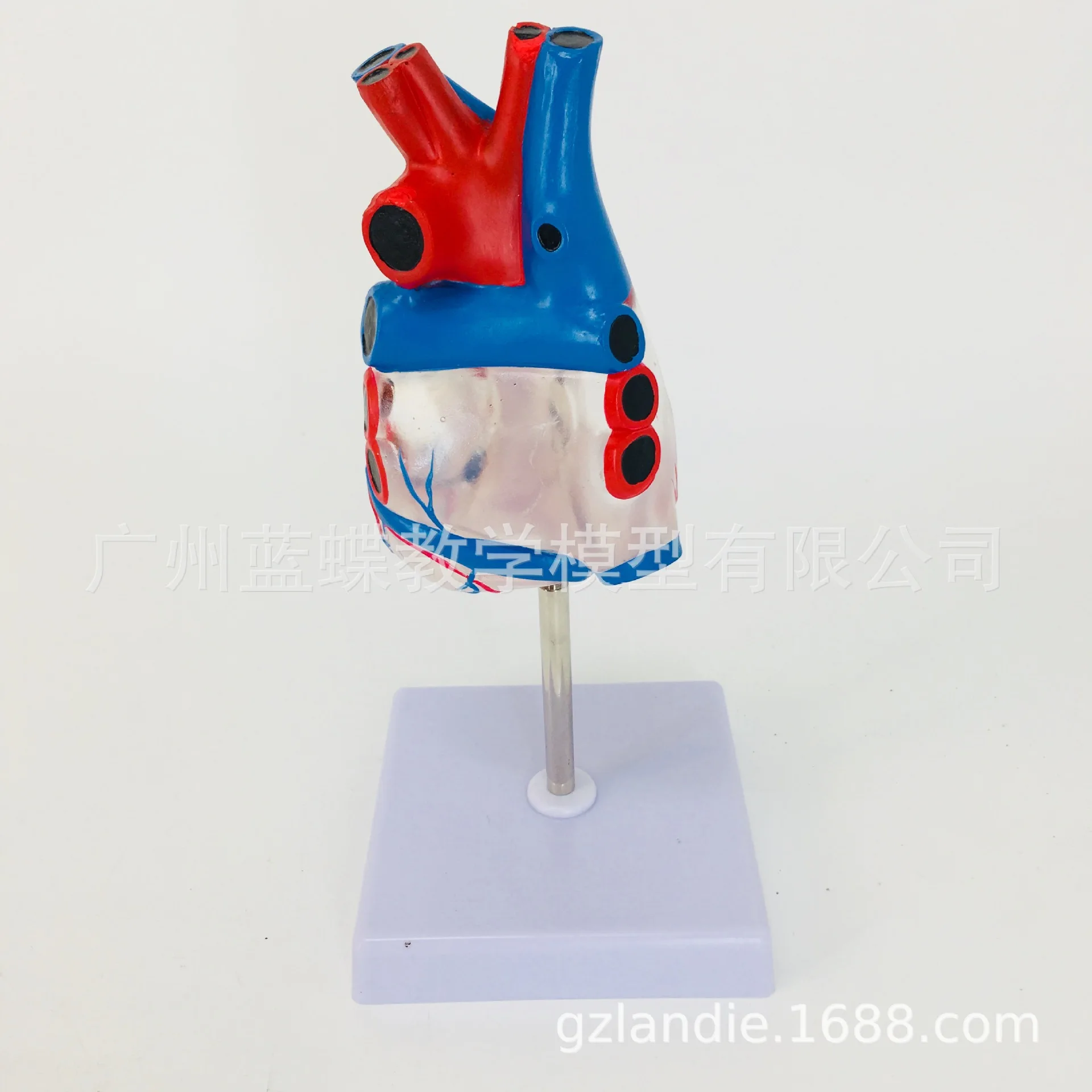 1:1 Life Size Human Anatomical Transparent Heart Anatomy Model Teaching Medical Science Educational Supplies
1:1 Life Size Human Anatomical Transparent Heart Anatomy Model Teaching Medical Science Educational Supplies