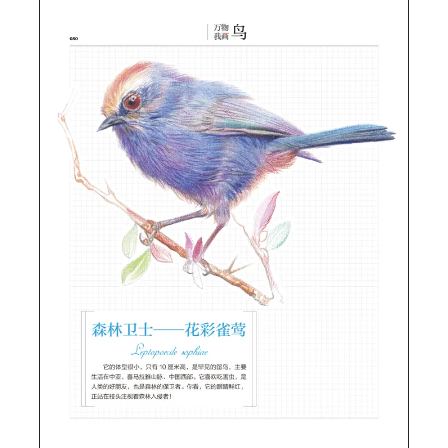 Color pencils drawing tutorial books about birds / About Zero basic painting Animal Coloring Textbook
Color pencils drawing tutorial books about birds / About Zero basic painting Animal Coloring Textbook