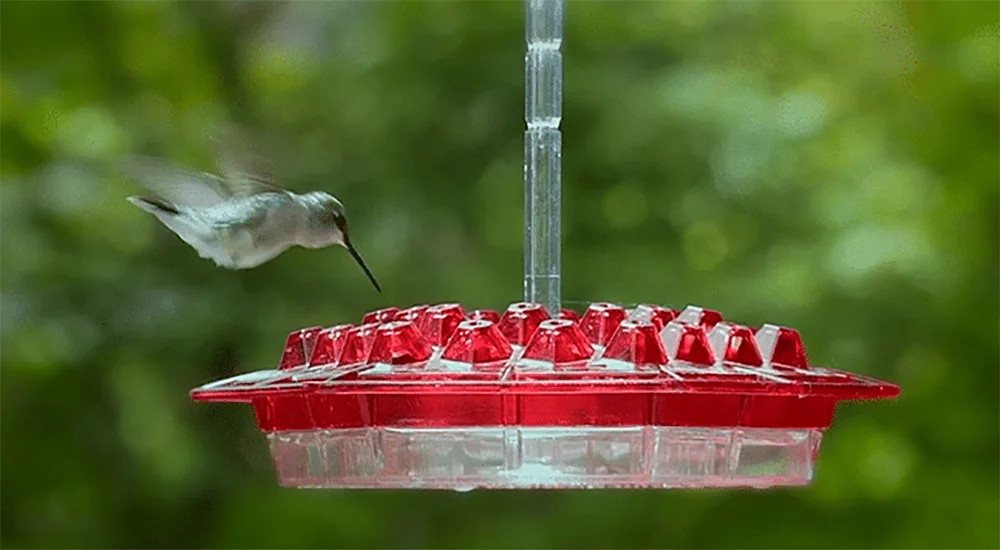 1PC Mary's Sweety Hummingbird Feeder With Perch And Built-in Ant Moat 20cm
1PC Mary's Sweety Hummingbird Feeder With Perch And Built-in Ant Moat 20cm
