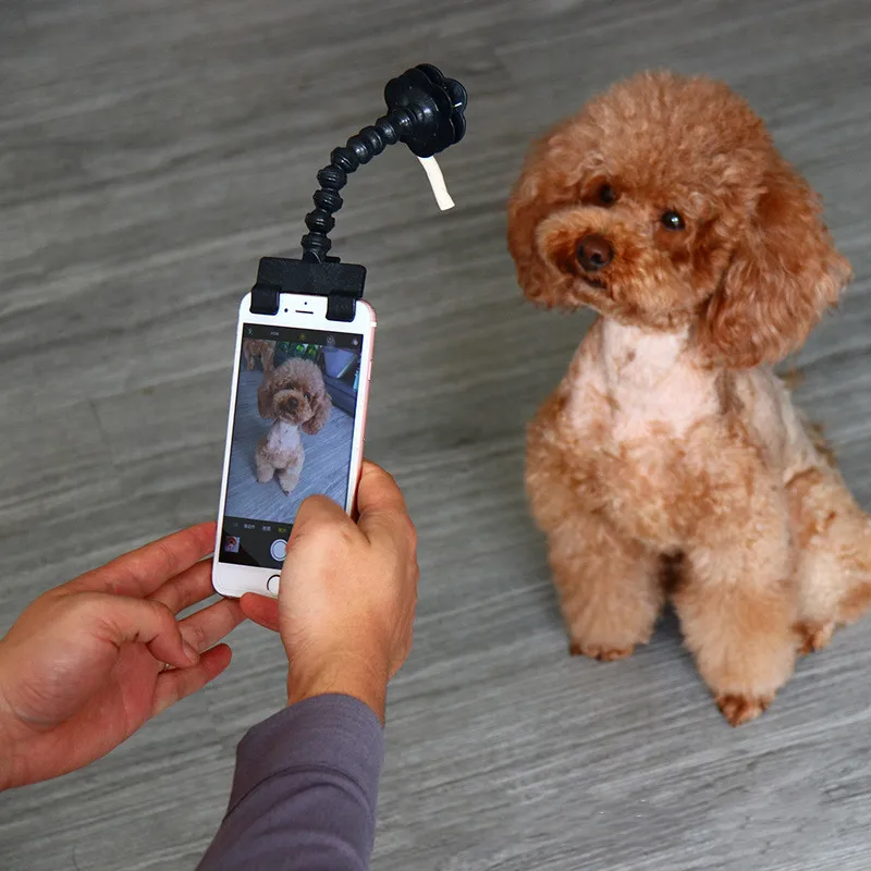 Pet Selfie Stick for Dogs Cat Photography Tools Interaction Toys Concentrate Training Supplies Dog Accessories | Дом и сад