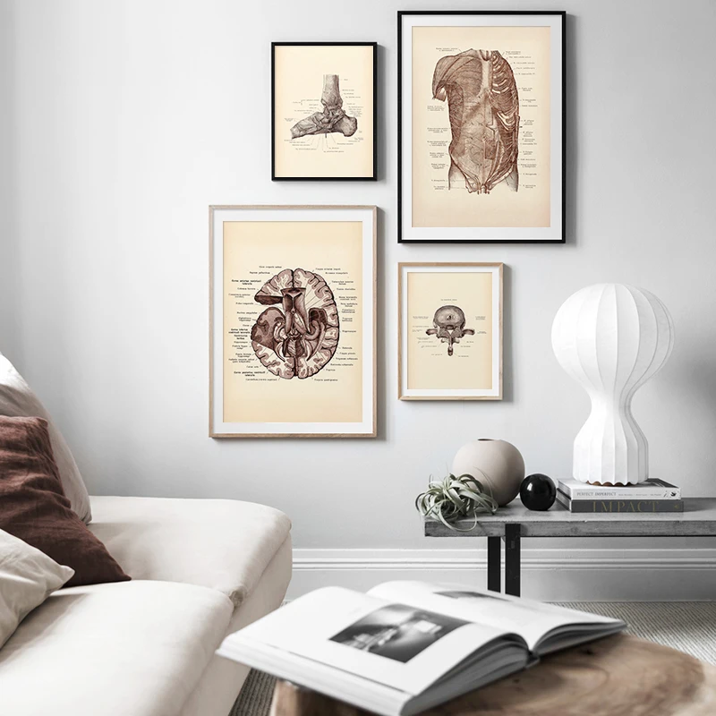 Vintage Human Anatomy Artwork Medical Skeleton Spinal Organ System Poster Canvas Print Body Education Painting Wall Picture
Vintage Human Anatomy Artwork Medical Skeleton Spinal Organ System Poster Canvas Print Body Education Painting Wall Picture