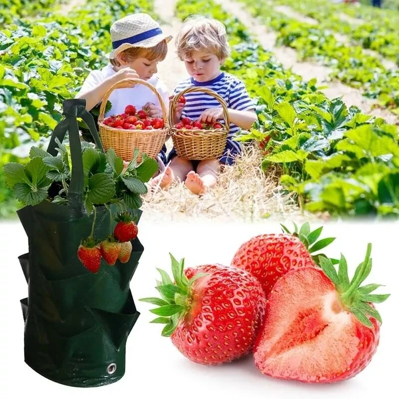 YOOAP 3 Gallon Strawberry Planting Growing Bag Garden Hanging Planter Grow Bag Plant Pouch Tomato Strawberry Flower Herb Bags
YOOAP 3 Gallon Strawberry Planting Growing Bag Garden Hanging Planter Grow Bag Plant Pouch Tomato Strawberry Flower Herb Bags