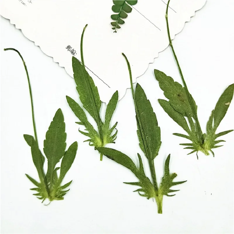 60pcs Pressed Dried Corydali Leaf Flower Herbarium For Epoxy Resin Jewelry Making Bookmark Phone Case Face Makeup Nail Art Craft
60pcs Pressed Dried Corydali Leaf Flower Herbarium For Epoxy Resin Jewelry Making Bookmark Phone Case Face Makeup Nail Art Craft
