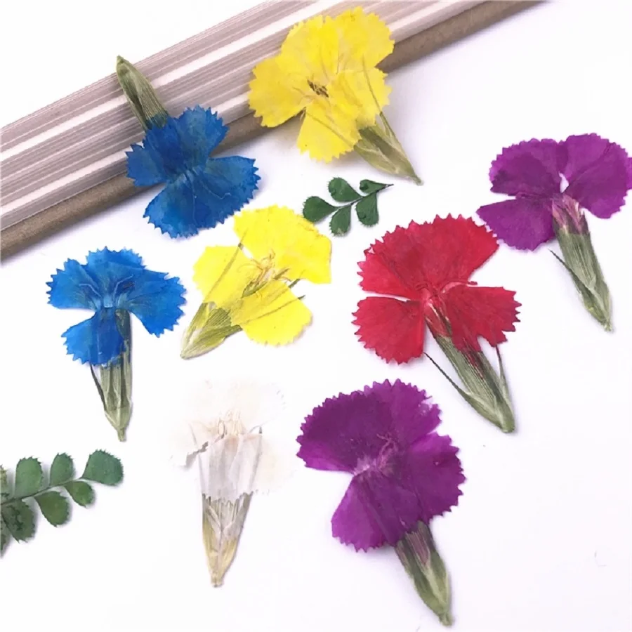100pcs Pressed Dried Dianthus chinensis L Flower For Epoxy Resin Jewelry Making Bookmark Phone Case Makeup Nail Art DIY
100pcs Pressed Dried Dianthus chinensis L Flower For Epoxy Resin Jewelry Making Bookmark Phone Case Makeup Nail Art DIY