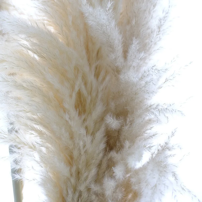 1PCS/80cm Pampas Grass Natural Reed Wedding Dried Flower Large Ceremony Dekoration Modern Home Decoration Flores Preservadas
1PCS/80cm Pampas Grass Natural Reed Wedding Dried Flower Large Ceremony Dekoration Modern Home Decoration Flores Preservadas