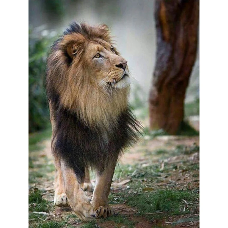 DIY diamond painting lion diamond needlework crafts full diamond embroidery home decoration
DIY diamond painting lion diamond needlework crafts full diamond embroidery home decoration