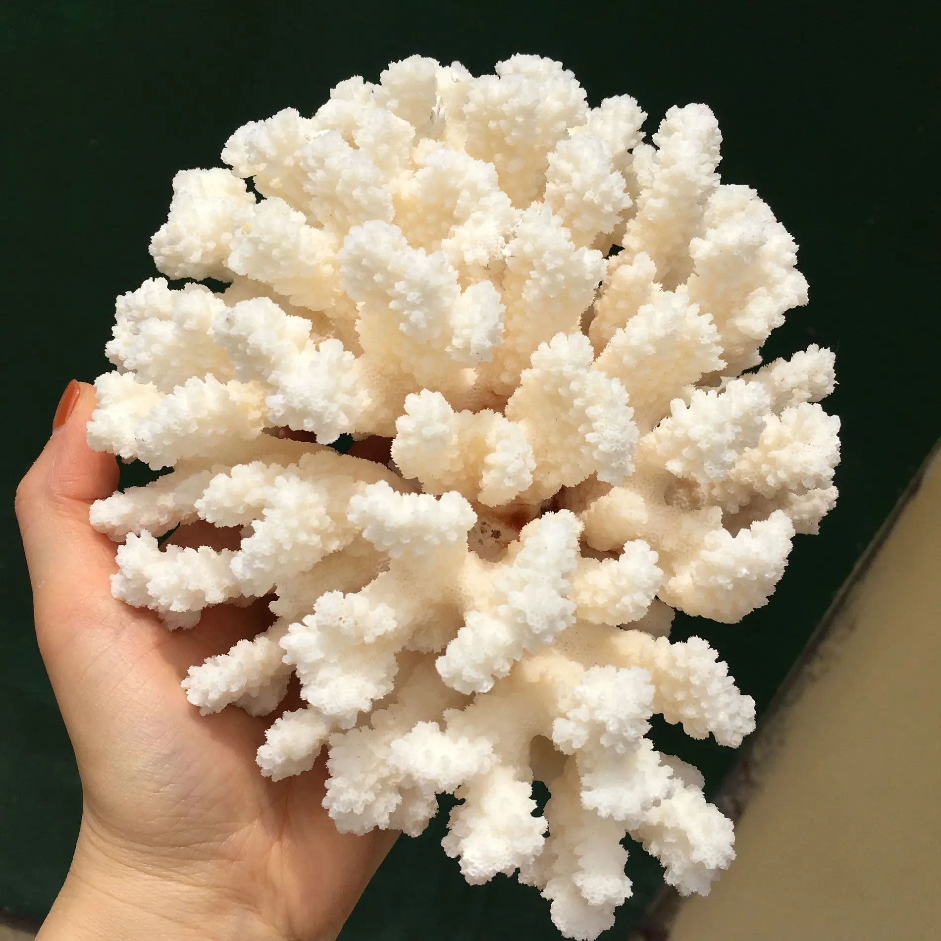 

1PCS 100% Natural Coral Sea White Coral Tree White Coral Aquarium Landscaping Home Furnishing Ornaments Home Decoration
