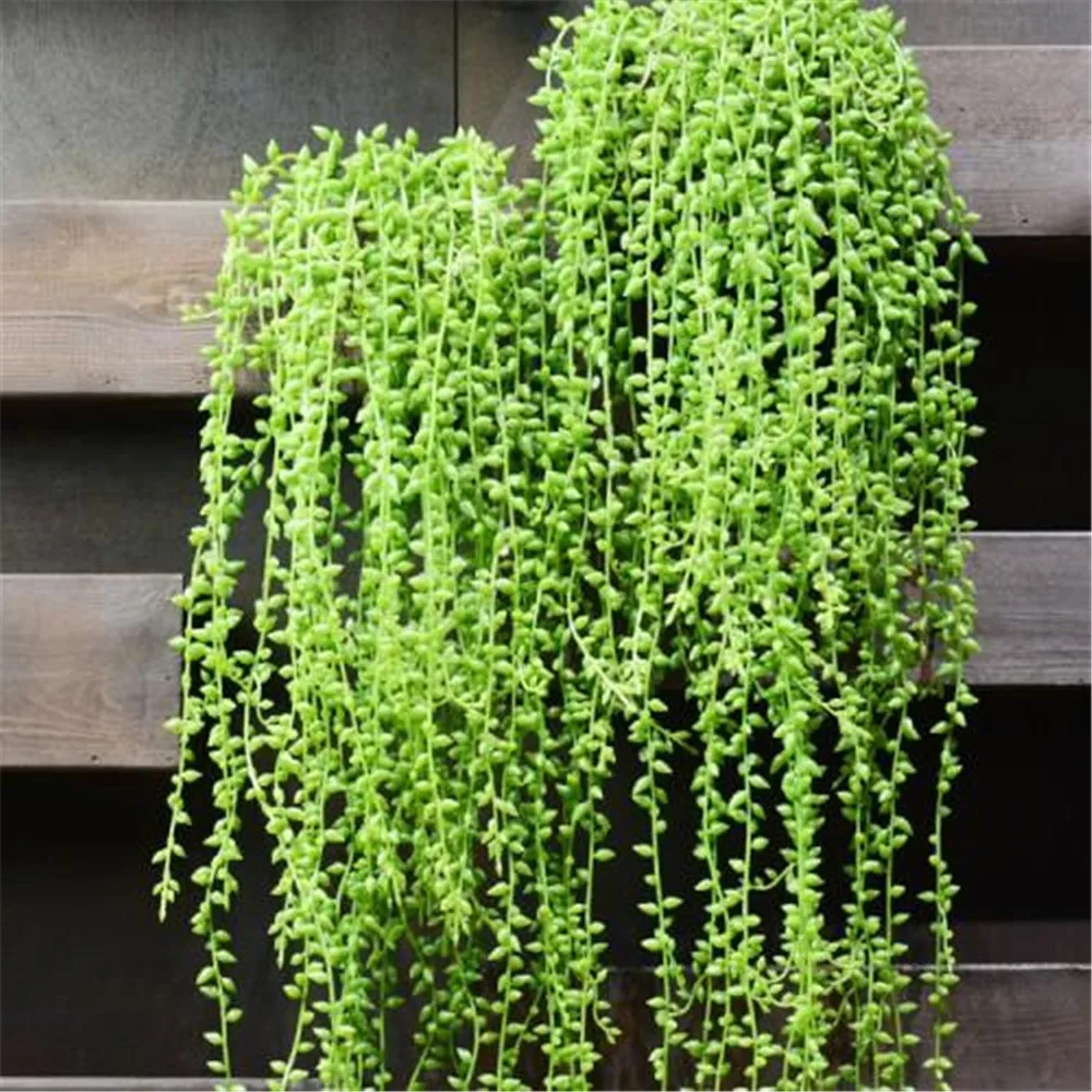 5fork 82cm Artificial Fleshiness Lover Tears Succulents Pearls Fleshy Vine Flower Hanging Rattan Wall Garden Decor Plants Flower
5fork 82cm Artificial Fleshiness Lover Tears Succulents Pearls Fleshy Vine Flower Hanging Rattan Wall Garden Decor Plants Flower