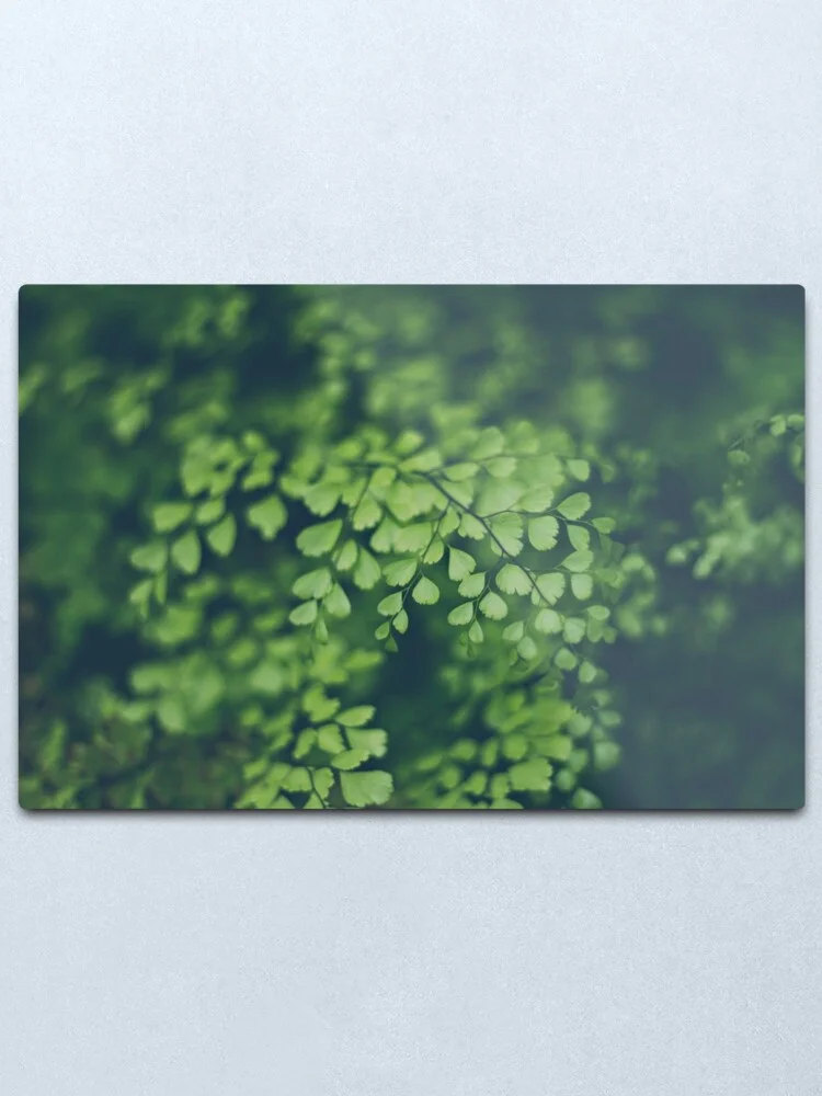 Maidenhair Fern Metal Print Tin Sign Bar Home Wall Decor Metal Art Poster Christmas Gift Home Sweet Home Sign
Maidenhair Fern Metal Print Tin Sign Bar Home Wall Decor Metal Art Poster Christmas Gift Home Sweet Home Sign