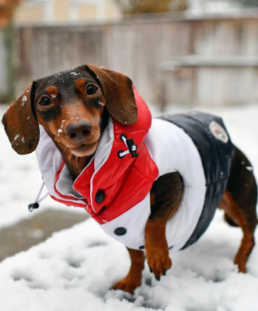 Pet Clothing Autumn Winter Down Vest For Pet Fashionable Color Splicing Clothes For Dogs Cute Vest For Puppy Small Dogs Clothes
Pet Clothing Autumn Winter Down Vest For Pet Fashionable Color Splicing Clothes For Dogs Cute Vest For Puppy Small Dogs Clothes