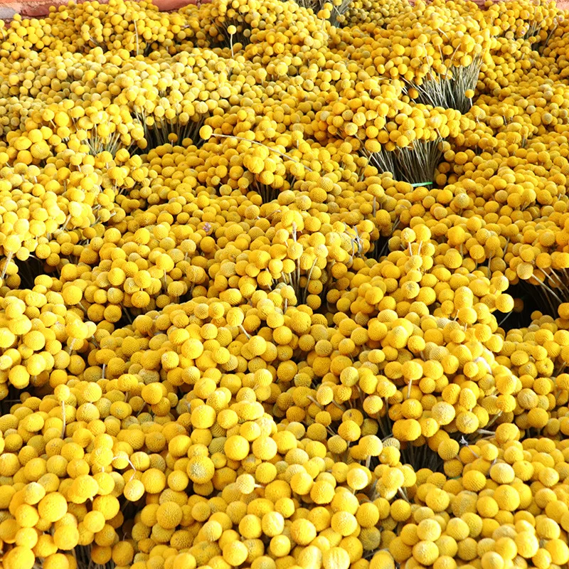 20pcd home decor Craspedia Billy Balls Golden Orbs Natural Dried Preserved Flower Home Yellow Wedding Christmas Decoration
20pcd home decor Craspedia Billy Balls Golden Orbs Natural Dried Preserved Flower Home Yellow Wedding Christmas Decoration