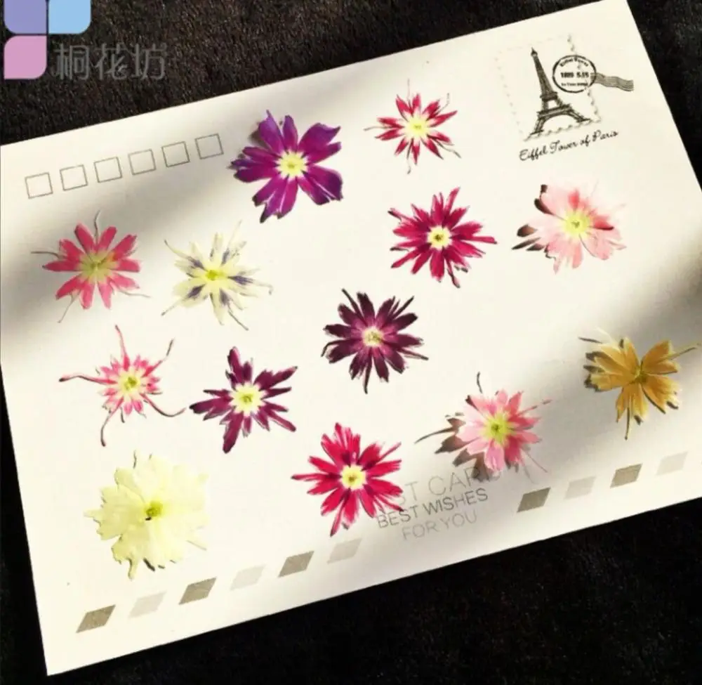 120pcss Pressed Dried Phlox Subulata Flower Plant Herbarium For Jewelry Photo Frame Phone Case Bookmark Making DIY
120pcss Pressed Dried Phlox Subulata Flower Plant Herbarium For Jewelry Photo Frame Phone Case Bookmark Making DIY