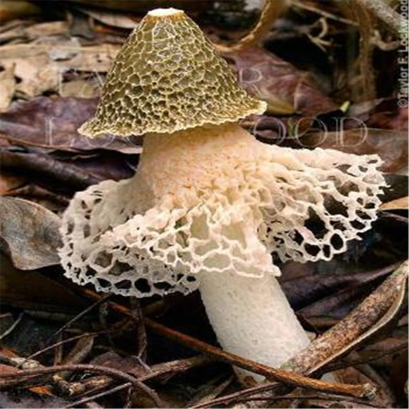 50Pcs Rare Mushroom Seeds Bonsai Flower Bathroom Cabinet Natural Plant Garden Home Furniture PTS-08
50Pcs Rare Mushroom Seeds Bonsai Flower Bathroom Cabinet Natural Plant Garden Home Furniture PTS-08