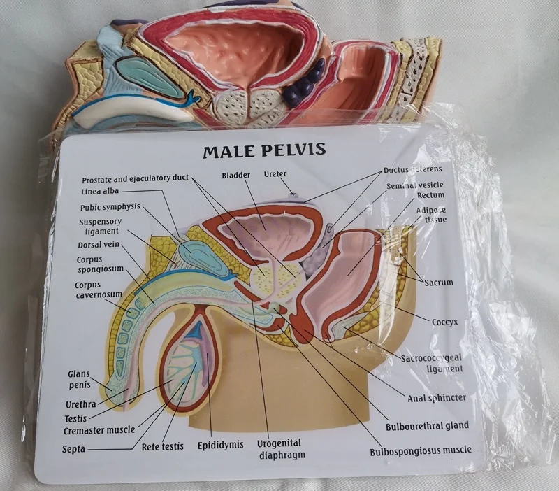 Pathological cavity male abdominal model Explanation of doctor-patient pathology in health care medical teaching
Pathological cavity male abdominal model Explanation of doctor-patient pathology in health care medical teaching