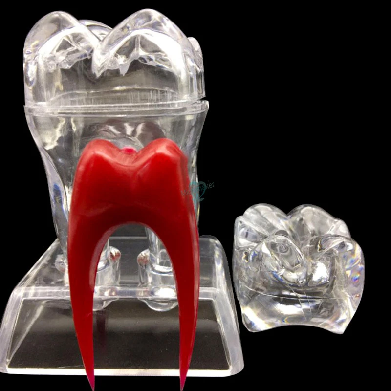 Dental 4 Times Crystal Base Hard Plastic Teeth Tooth Molar Model Separable
Dental 4 Times Crystal Base Hard Plastic Teeth Tooth Molar Model Separable