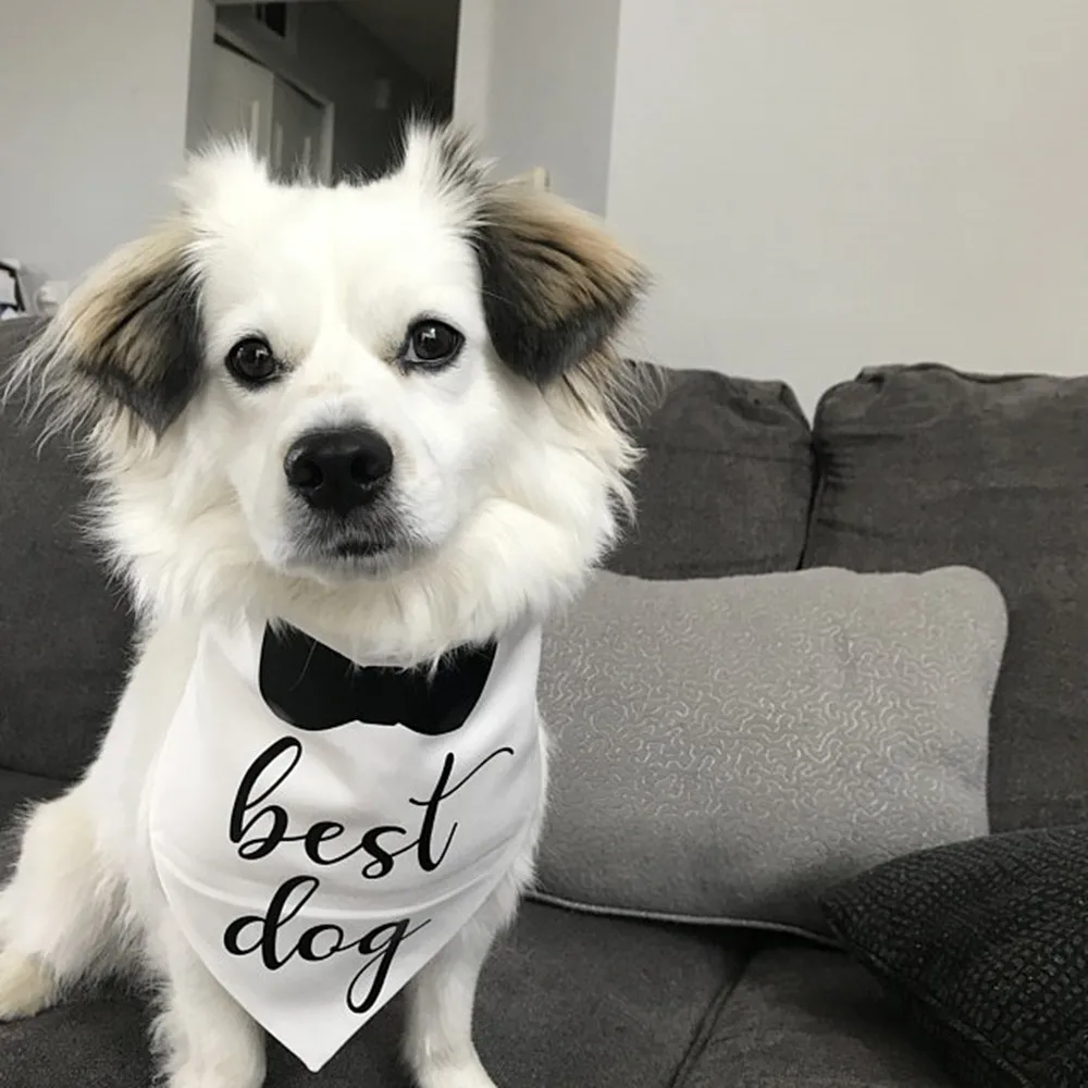 Personalize Wedding Dog Bandana, Best Dog, Engagement Dog Gift, White Dog Scarf, Dog Tuxedo Wedding Outfit
Personalize Wedding Dog Bandana, Best Dog, Engagement Dog Gift, White Dog Scarf, Dog Tuxedo Wedding Outfit