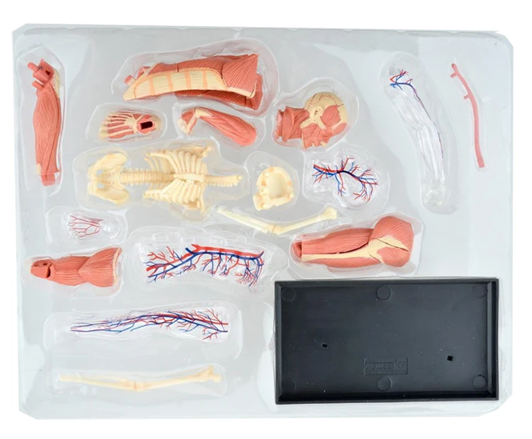 46 шт собранная человеческая Анатомия мышц модель анатомическая для медиков