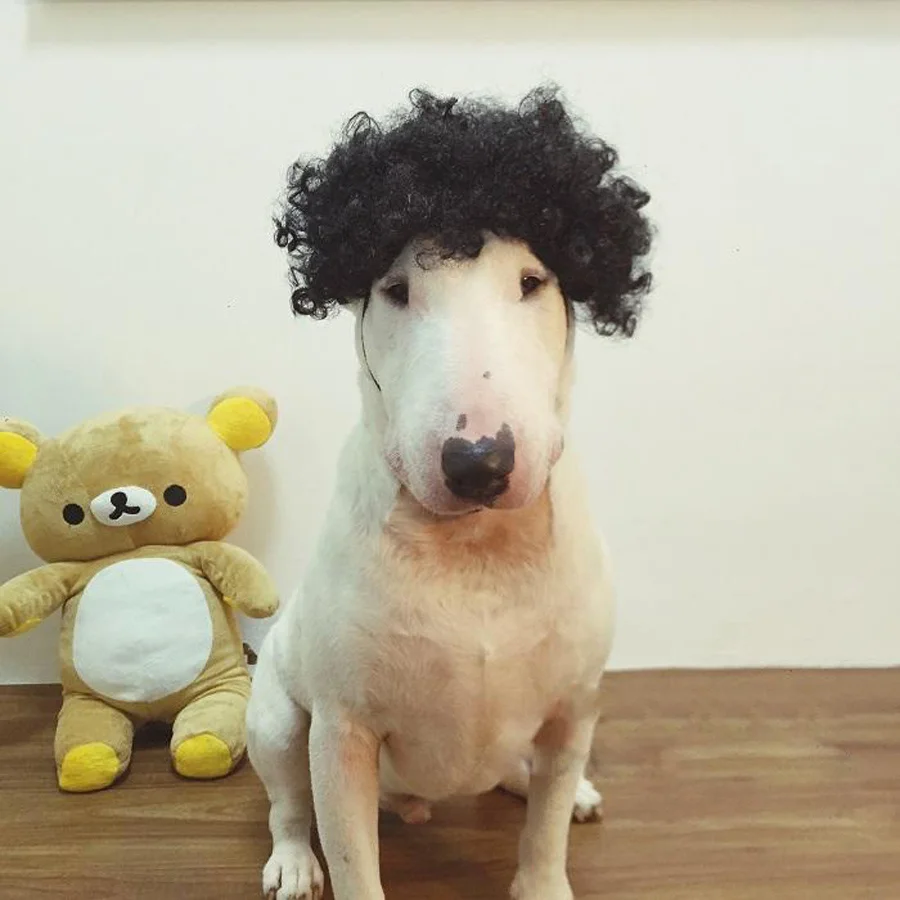 

Explosie Huisdier Pruik De honden Funny hoofddeksels accessoires pet Hoofddeksels hoed Cosplay mode dress up