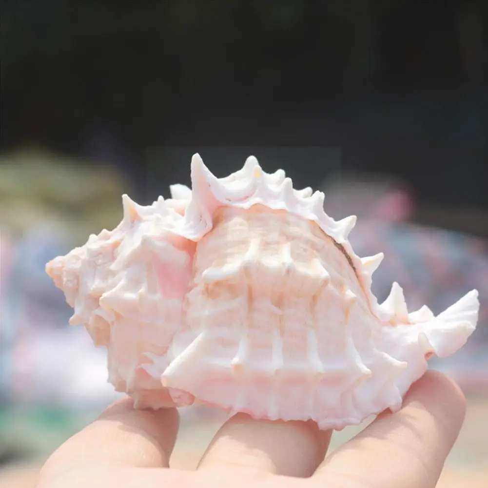 8-10cm Natural Conch Hermit Crab Crustacean Snail Fish Thorn Fish Snail Roll Red Deco Cora I8e7
8-10cm Natural Conch Hermit Crab Crustacean Snail Fish Thorn Fish Snail Roll Red Deco Cora I8e7