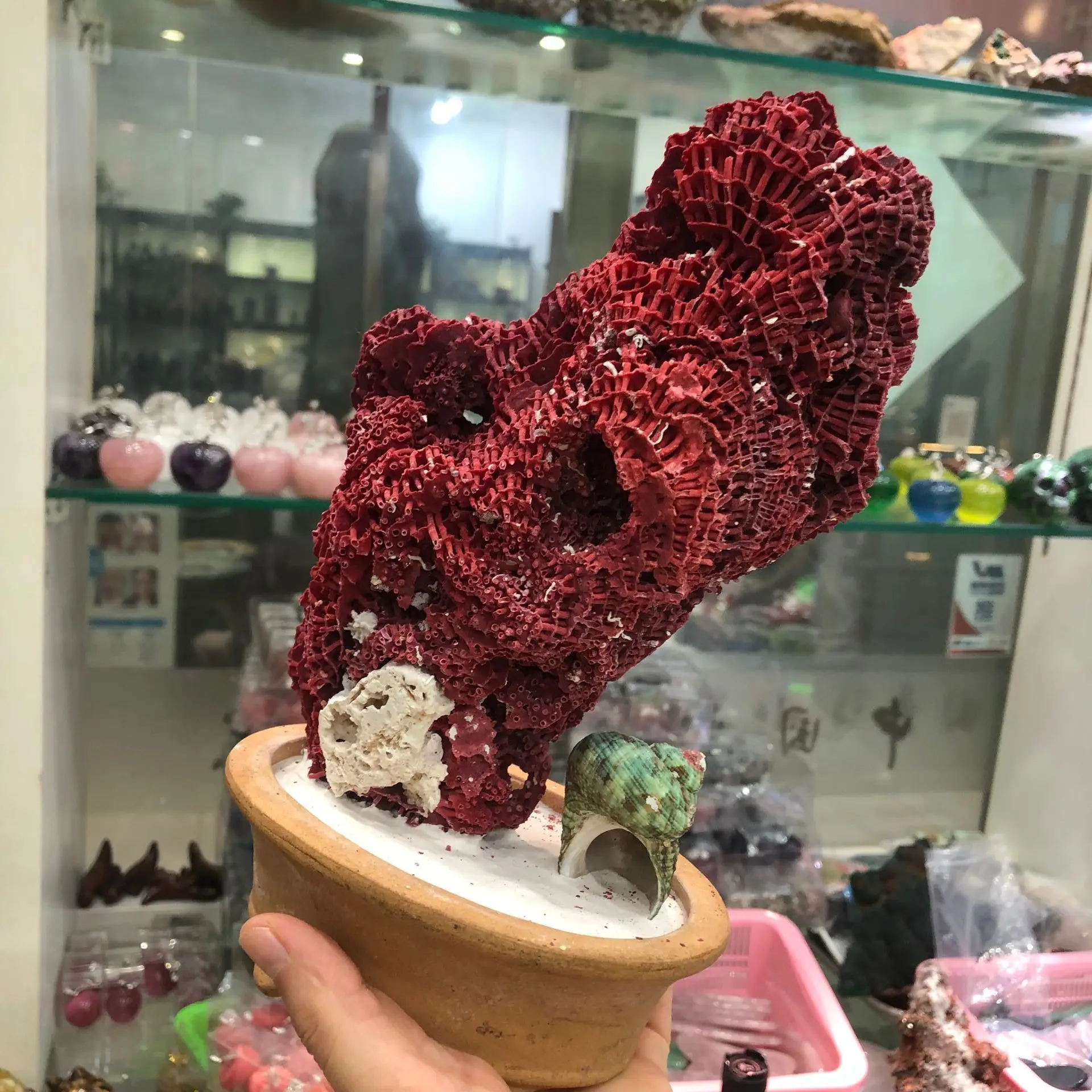 1PC Natural Red Coral Fossil Cluster Crystal Aquarium Landscaping Ornaments Decorationum Reef Specimen Home Decor Gift
1PC Natural Red Coral Fossil Cluster Crystal Aquarium Landscaping Ornaments Decorationum Reef Specimen Home Decor Gift