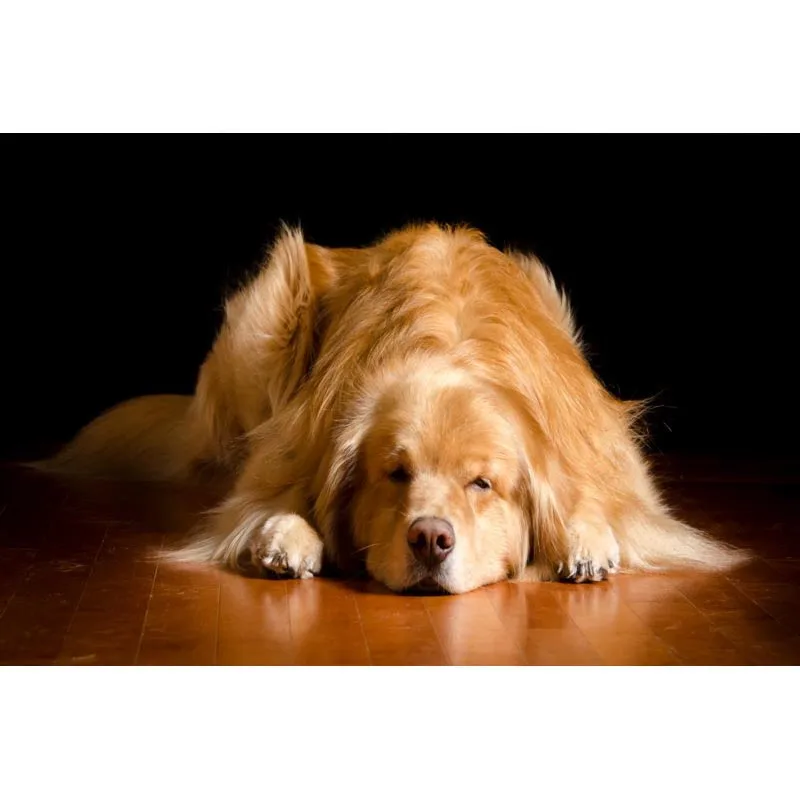 New Arrival Retriever Dog Canvas Poster Custom Canvas Fabric Painting Poster Home Decor Cloth Fabric Wall Art Poster
New Arrival Retriever Dog Canvas Poster Custom Canvas Fabric Painting Poster Home Decor Cloth Fabric Wall Art Poster