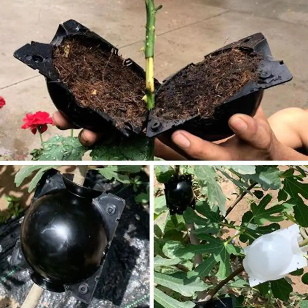 3 Pcs Plant Rooting Ball Grafting Rooting Growing Box Breeding Case Plant Root Growing Box For Garden
3 Pcs Plant Rooting Ball Grafting Rooting Growing Box Breeding Case Plant Root Growing Box For Garden