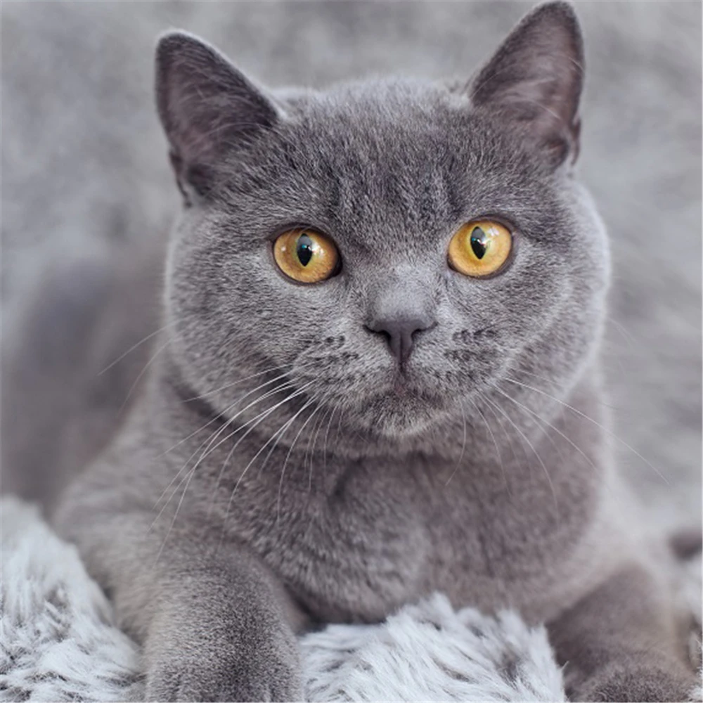 Алмазная 5D мозаика «Кот» с животными, полная Алмазная вышивка, полный комплект, рождественский подарок, для дома, спальни, детей
Алмазная 5D мозаика «Кот» с животными, полная Алмазная вышивка, полный комплект, рождественский подарок, для дома, спальни, детей