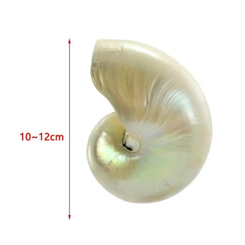 Natural fluorescent nautilus conch shell silver fluorescent aquarium decoration gift snail miniature coral statue parrot sh E6M8
Natural fluorescent nautilus conch shell silver fluorescent aquarium decoration gift snail miniature coral statue parrot sh E6M8