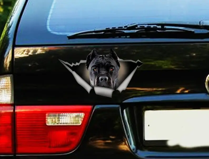 2021 Black Cane Corso car decal, Pet sticker, Dog decal, black cane corso sticker
2021 Black Cane Corso car decal, Pet sticker, Dog decal, black cane corso sticker